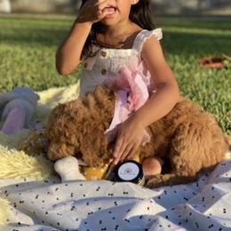 Goldendoodle Puppies from Suntini’s Goldendoodles