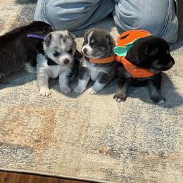 Pomsky, Rottweiler, Shetland Sheepdog, and Toy Shetland Sheepdog Puppies from Mountain High Kennels