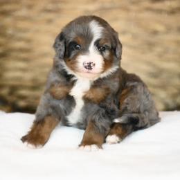 Australian Mountain Doodle, Bernedoodle, and Cavapoo Puppies from Cedar Wood Farms
