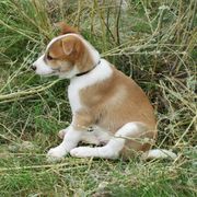 Canaan Dog Puppies from Kol Tuv Canaan Dogs