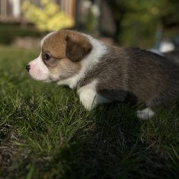 Pembroke Welsh Corgi Puppies from Ok hear me out. Corgis