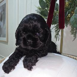 Pixie - Black female Cocker Spaniel puppy in Corcoran, California from Sweet Heart Cockers