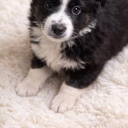 Lulu - Black tri female Miniature Australian Shepherd puppy in Louisville, Mississippi from Kristy’s Kennels