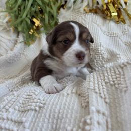 Cupid - Red tri-color female Miniature American Shepherd puppy in Henrietta, New York from Morning Glory Minis