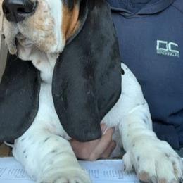 Basset Hound and Beagle Puppies from Mack's Creek Basset Hounds