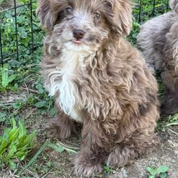 Remi - Fawn female Companion Cross puppy in Lancaster, Kentucky from Dream Paws Puppies, LLC