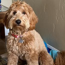 Skylark - Goldendoodle
