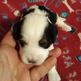 Boy 1 - Black and white male Cavapoo puppy in East Providence, Rhode Island from Marta's Cavaliers