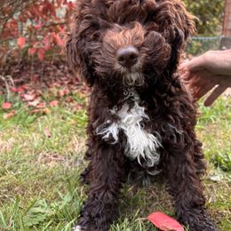 Yellow - Brown female Lagotto Romagnolo puppy in Alsea, Oregon from Stan and Merrie's Lagotto Romagnolo