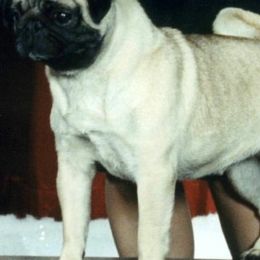 Pugs from Double D’s Pugs