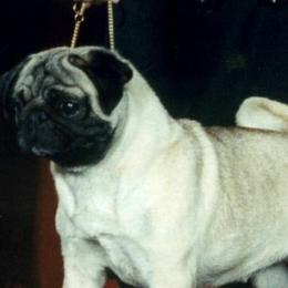 Pugs from Double D’s Pugs