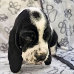 Hyde - Black and white male Basset Hound puppy in Big Rapids, Michigan from Basket Hound Bassets