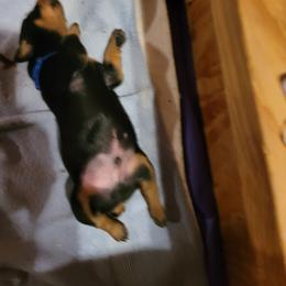 Blue collar boy - Black and rust male Doberman Pinscher puppy in Santa Clarita, California from Riviera Dobermans