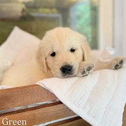 Golden Retriever and Poodle Puppies from Clementi Pearl Golden and Poodle