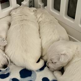 West Highland White Terriers from Judith's West Highland White Terriers