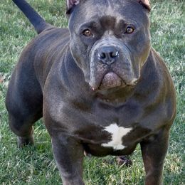 Shoko - American Bully