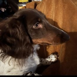 Willow - Dachshund