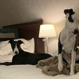 Whippets from Bon’s Kennel