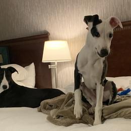 Whippets from Bon’s Kennel