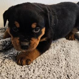 Female 8 Pink - Black and rust female Rottweiler puppy in Aspers, Pennsylvania from Vom Uberlegenen Rottweilers