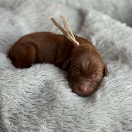 Lumi - Red  female Goldendoodle puppy in Wharton, Texas from Little Fur Friends