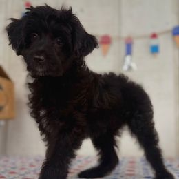 Girl 3 - Black female Assorted Doodle Crosses puppy in Waco, Georgia from Huff Family Doxies & Doodles