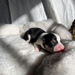 Boy 5 - Black and tan Pembroke Welsh Corgi puppy in Idaho from Blue Sky Corgis