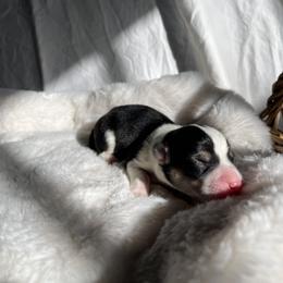 Boy 5 - Black and tan Pembroke Welsh Corgi puppy in Idaho from Blue Sky Corgis