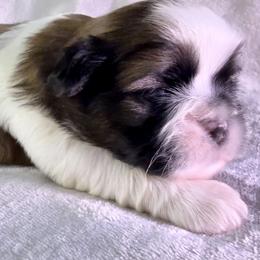 Godiva - Red and white female Shih Tzu puppy in Winston Salem, North Carolina from Little Miracles Shih Tzu