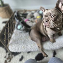 Clarabelle - French Bulldog