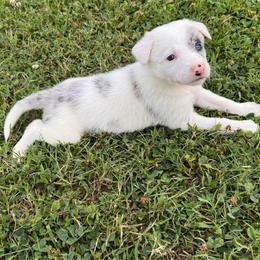 Vega (Purple Collar) - White and blue merle female Border Collie puppy in Lula, Georgia from Silver Creek Ridge