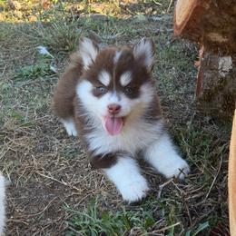 Bear - Chocolate male Pomsky puppy in Mc Minnville, Oregon from West Coast Pomskies