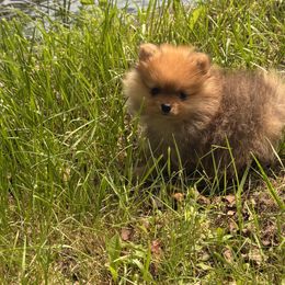 Pomeranian Puppies from Maine Pom’s