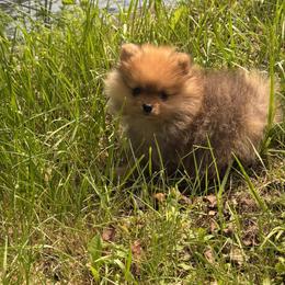Pomeranian Puppies from Maine Pom’s