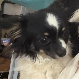 Moe - Chihuahua