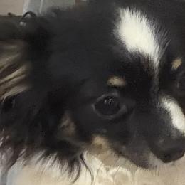 Moe - Chihuahua