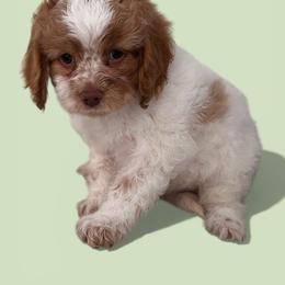 Camelian - Red and white female Cockapoo puppy in Connersville, Indiana from MoonShine Babies