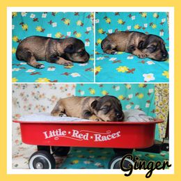 Ginger - Sable female Schnoodle puppy in Lebanon, Missouri from Cedar Glades Canines