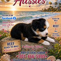 Black tri male - Black tri male Miniature Australian Shepherd puppy in Port Saint Lucie, Florida from Charlene Brannon's Mini Australian Shepherds