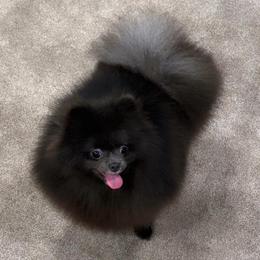 Silky - Pomeranian