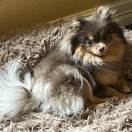 Pomeranian Puppies from Hummingbird & Fox