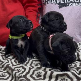 1st pick female - Black female Cane Corso puppy in Clewiston, Florida from Far From Average Kennels