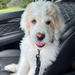 "12 weeks " Saint Berdoodle Puppies from Walker Branch Doodles