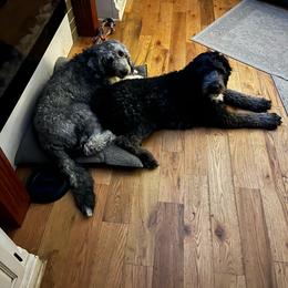 Sheepadoodle puppies from Clevenger’s Sheepadoodle Fur Baby Farm