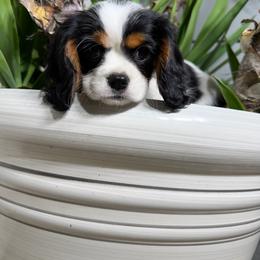 Daisy - Tri-color female Cavalier King Charles Spaniel puppy in Encinitas, California from Diamond Cavaliers
