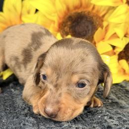 Sparky 4000 - Dapple male Dachshund puppy in Hendersonville, North Carolina from Snarky Doxy Miniature Dachshunds