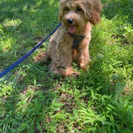 Cavapoo Puppies from Campbell's Cavapoos