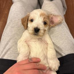 Poppy - Red roan female Cockapoo puppy in Colorado Springs, Colorado from Colorado Cockapoos