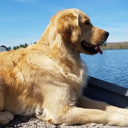 Golden Retrievers from 2 Rivers Goldens