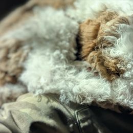Aussiedoodles from Ridgeview Aussiedoodles